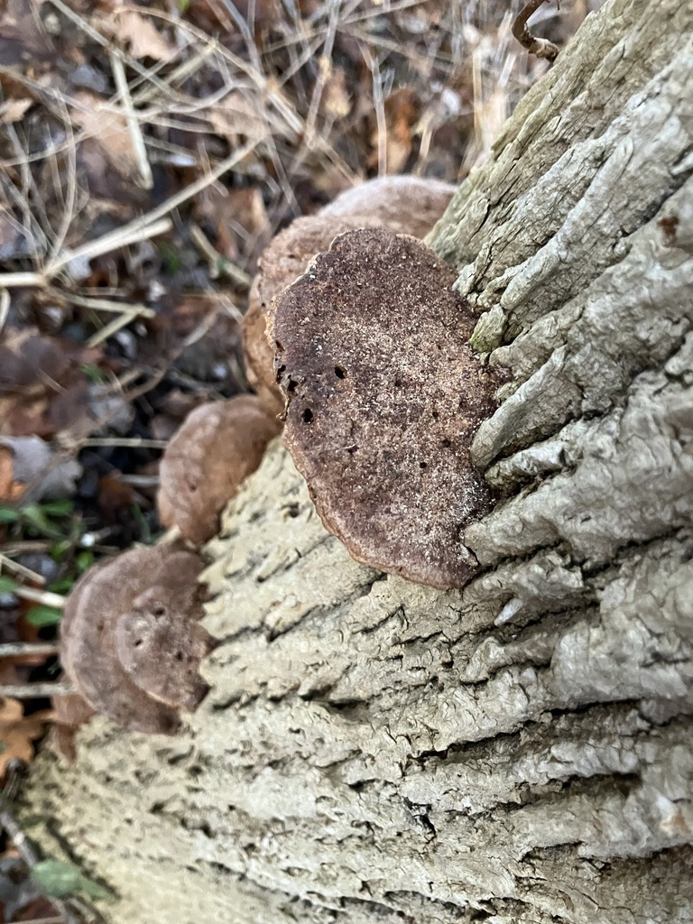 Fuscoporia gilva · February 2026 · photo: © preventthetoast (iNaturalist, cc-by)
