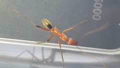 Leptomyrmex tibialis