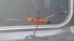 Leptomyrmex tibialis