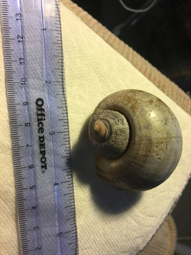 Island Apple Snail