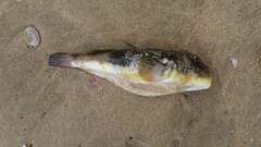 Amblyrhynchote honckenii