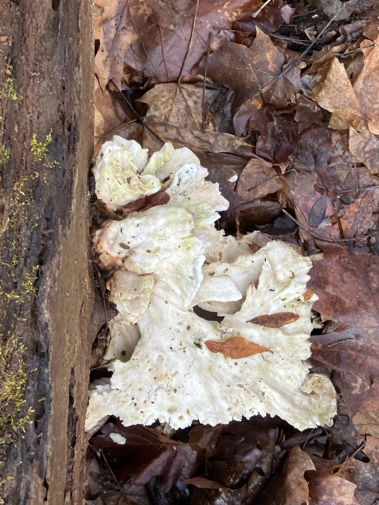 Laetiporus sulphureus · February 2026 · photo: © preventthetoast (iNaturalist, cc-by)