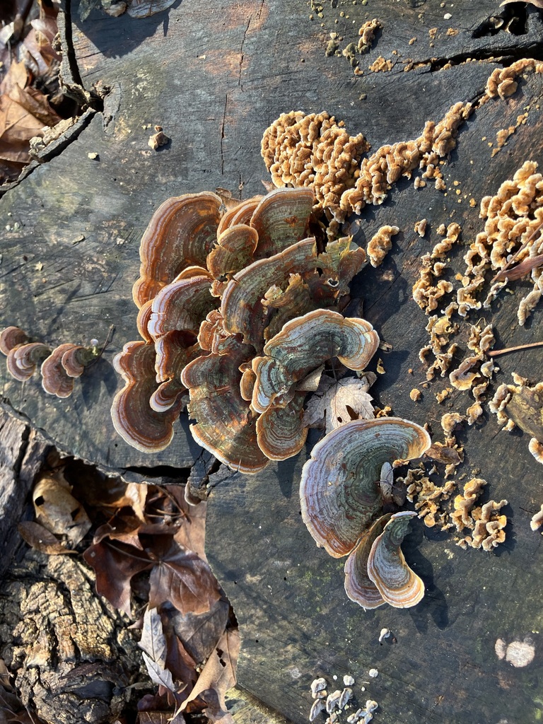 Stereum lobatum · February 2026 · photo: © preventthetoast (iNaturalist, cc-by)