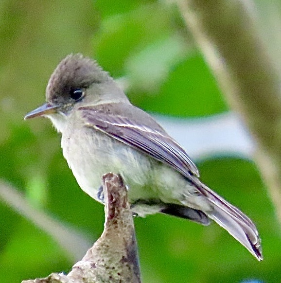 Southern Tropical Pewee (Contopus cinereus), photo 2