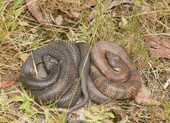 Mainland Island Snake photo 1