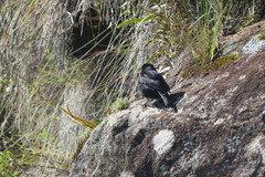 Knipolegus nigerrimus