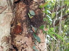 Lemmaphyllum microphyllum