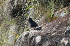 Knipolegus nigerrimus