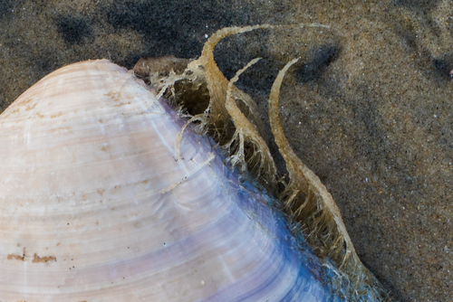 photo of Bean Clam  Hydroid (Eucheilota bakeri)