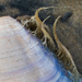 photo of Bean Clam  Hydroid (Eucheilota bakeri)