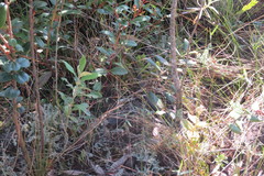 Mesotes strigatus