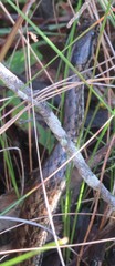 Mesotes strigatus