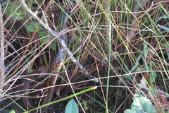 Mesotes strigatus