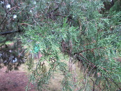 Juniperus seravschanica