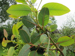 Eucalyptus preissiana