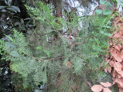 Cupressus dupreziana