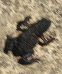 Melanophryniscus moreirae