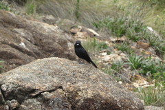 Knipolegus nigerrimus