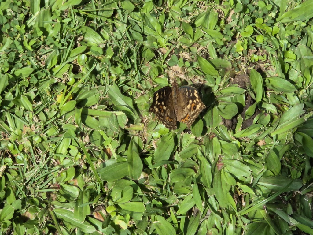 Junonia erigone (Junonia erigone)