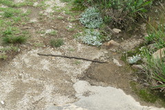 Mesotes strigatus