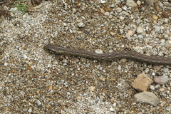 Mesotes strigatus