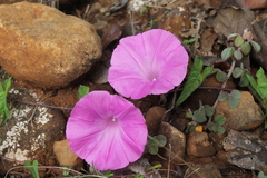 Ipomoea elongata