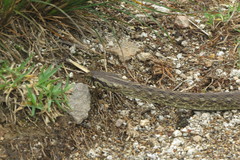Mesotes strigatus