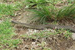 Mesotes strigatus