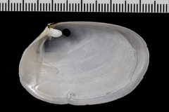 Periploma planiusculum