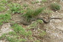 Mesotes strigatus