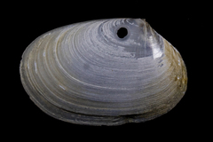 Periploma planiusculum