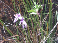 Utricularia reniformis