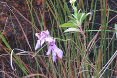 Utricularia reniformis