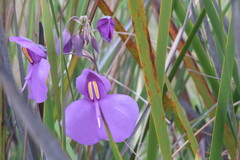 Utricularia reniformis