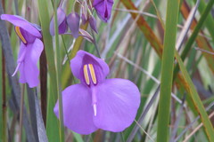 Utricularia reniformis