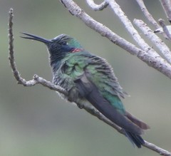 Colibri serrirostris