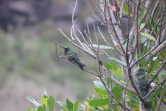 Colibri serrirostris