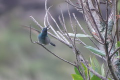 Colibri serrirostris