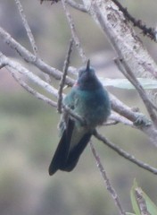 Colibri serrirostris