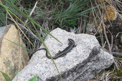 Aspronema dorsivittatum