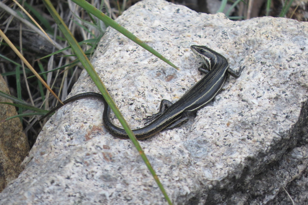 Paraguay Mabuya