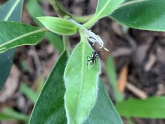 Polyrhachis mjobergi