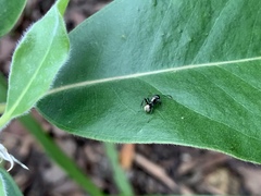 Polyrhachis mjobergi