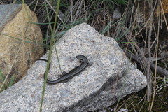 Aspronema dorsivittatum