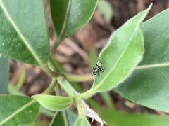 Polyrhachis mjobergi