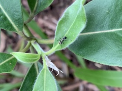 Polyrhachis mjobergi