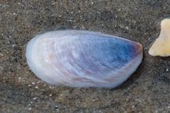 Crepidula onyx