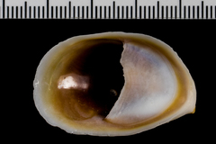 Crepidula onyx