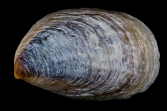 Crepidula onyx
