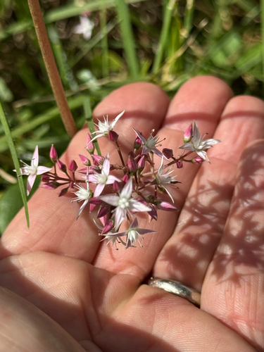 Crassula multicava observed 2026-02-18